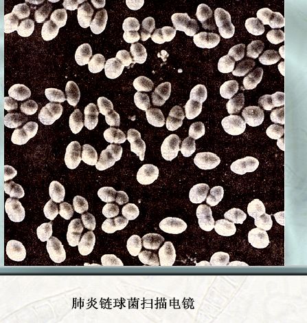 医学微生物学