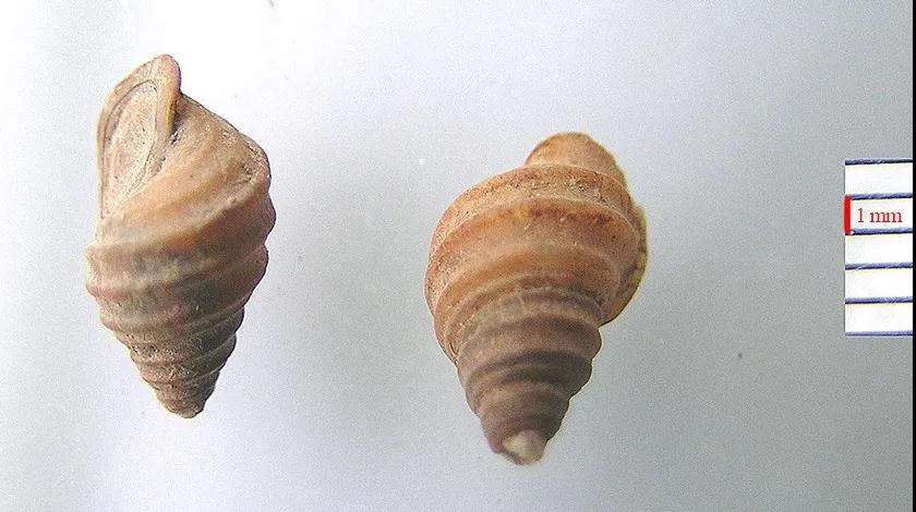 纹沼螺 微信图片_20201015162250.jpg