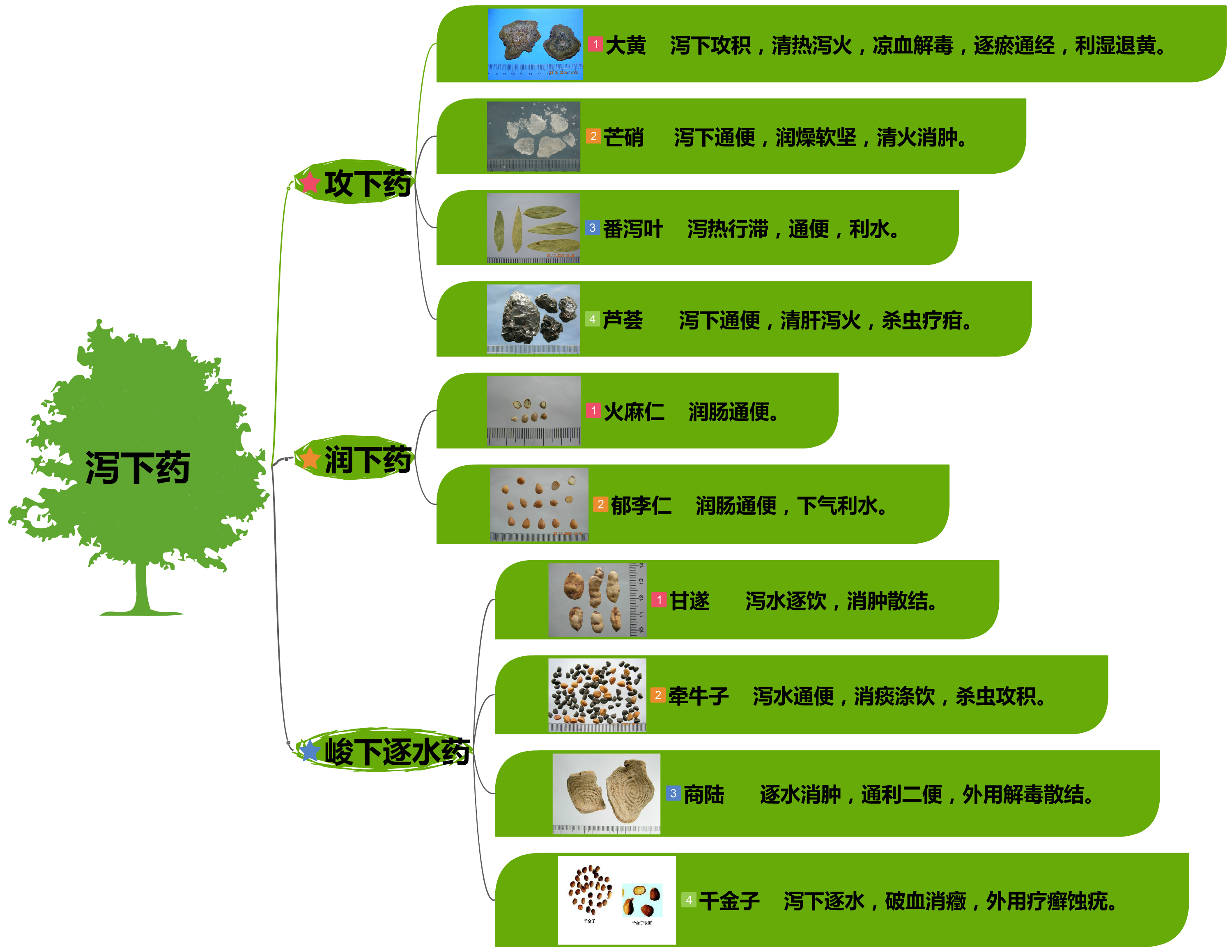 泻下药导图.png