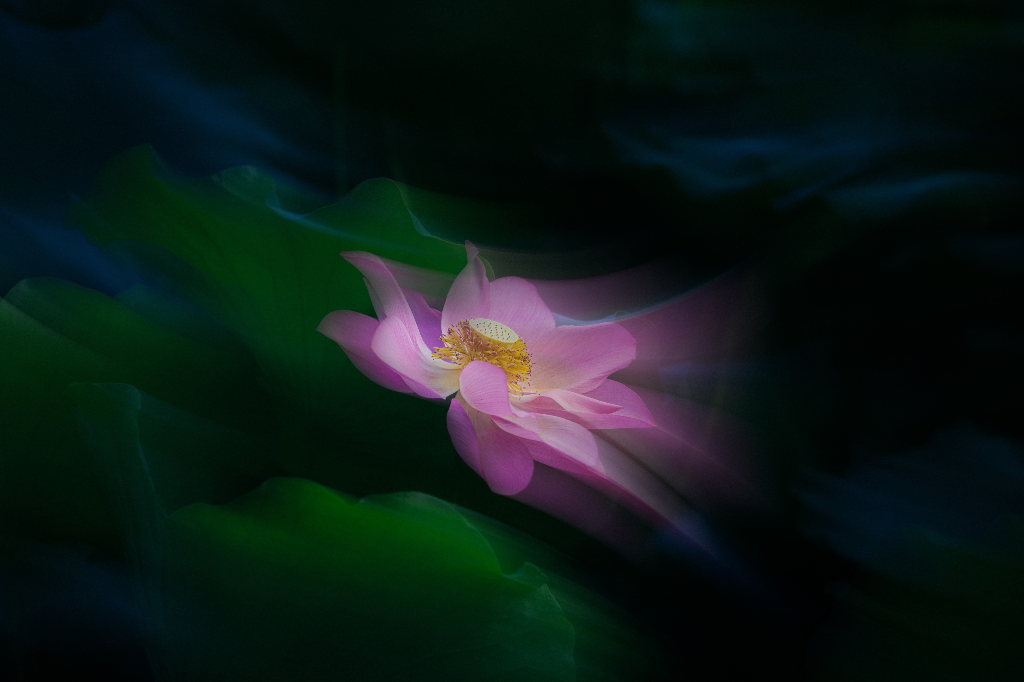 西湖荷花