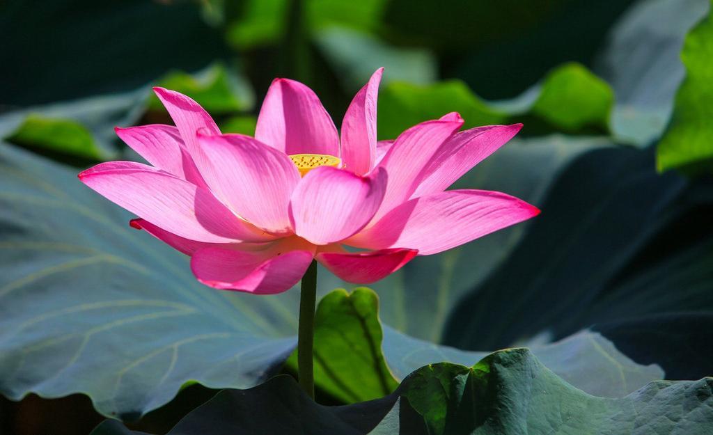 教师培训课程_自选