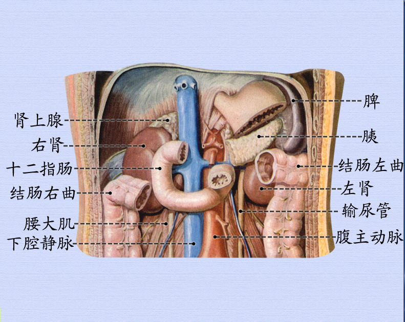 2肾的位置和毗邻2.png