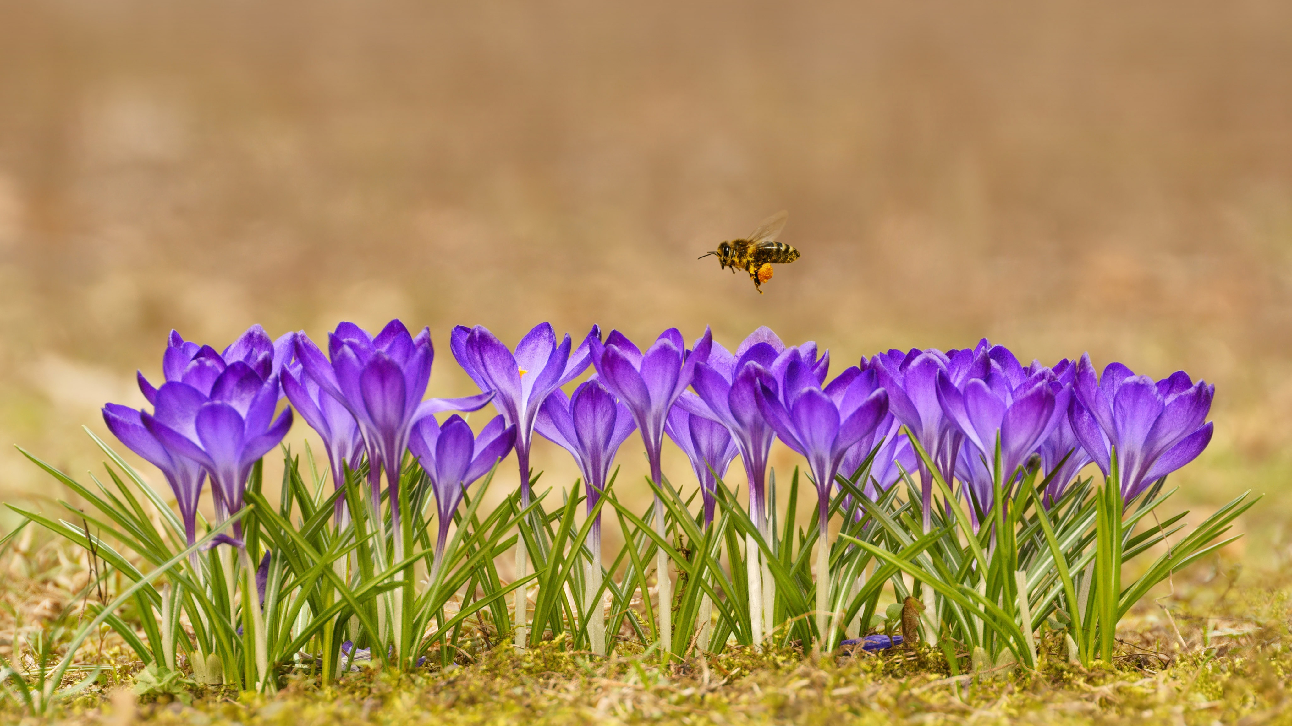 Honeybee flying over crocuses in the Tatra Mountains，Poland