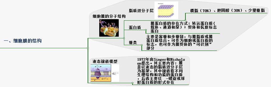 细胞膜的结构.png
