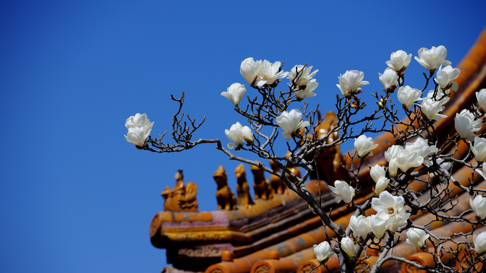 紫禁城岁时