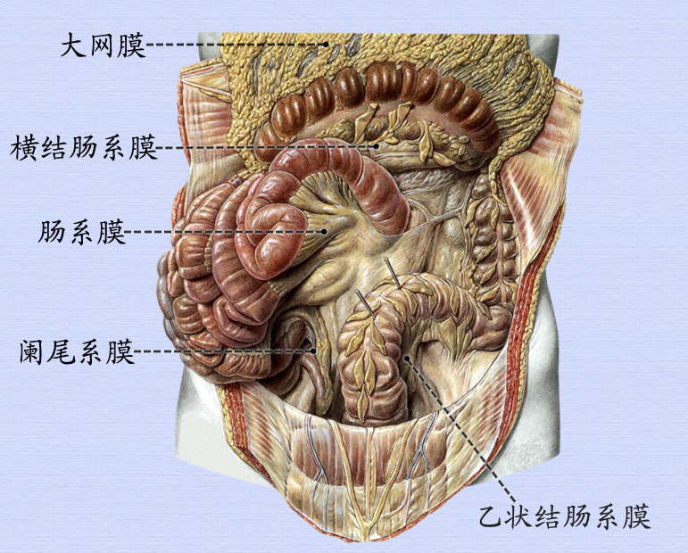 4肠系膜.png