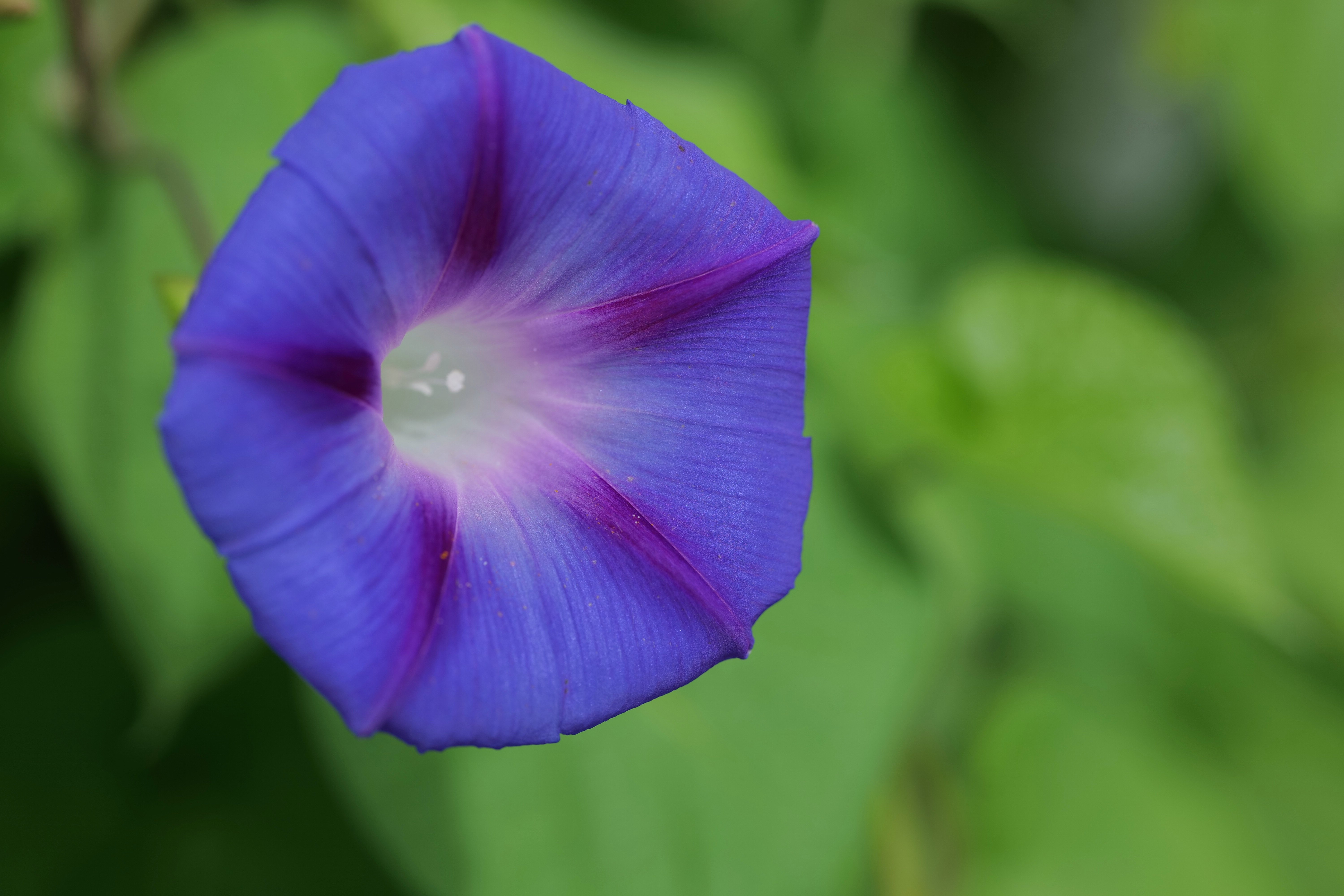 Pixabay壁纸 #35