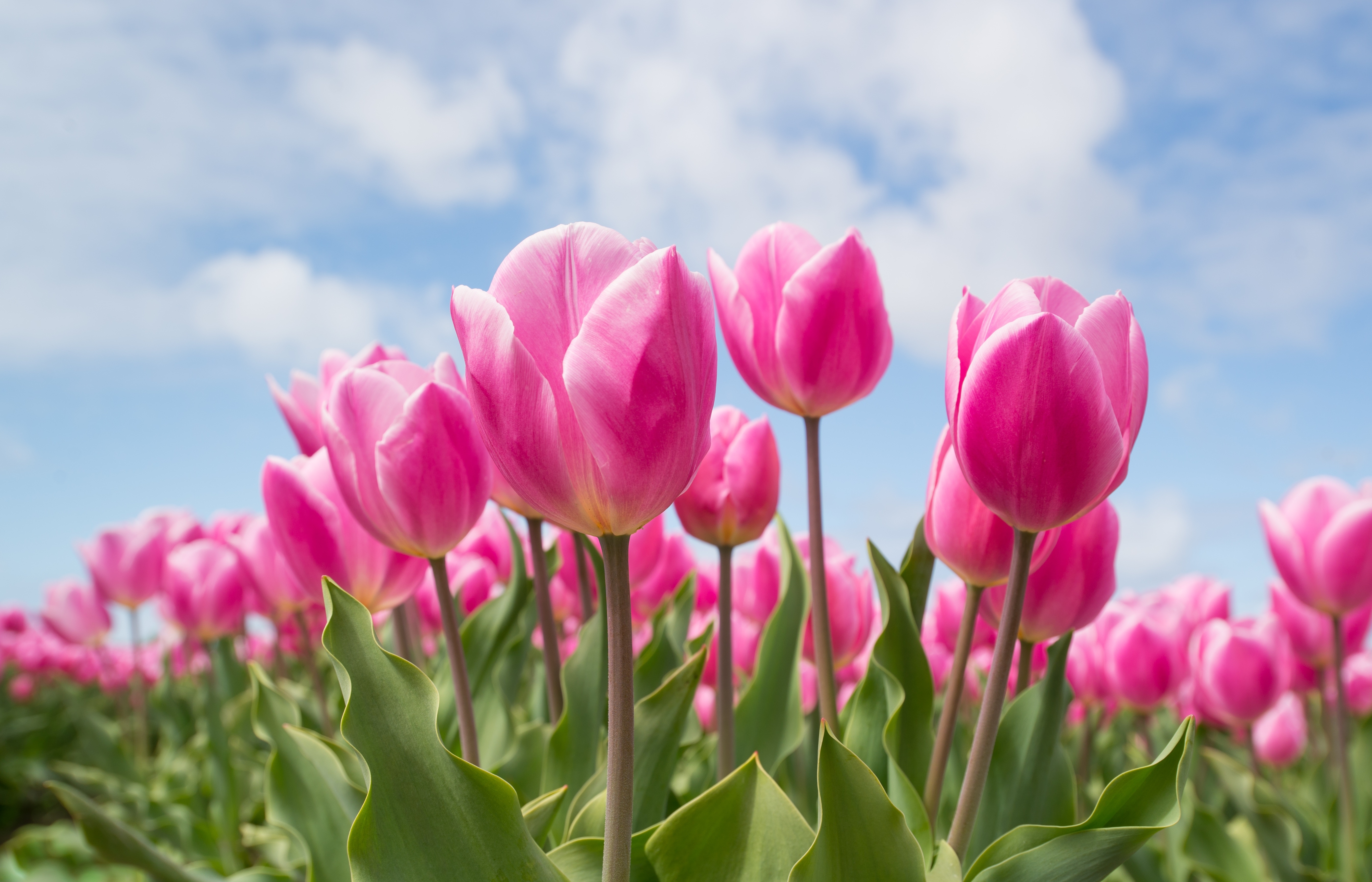 超清大图壁纸 大方 背景 高清无水印素材 #13989