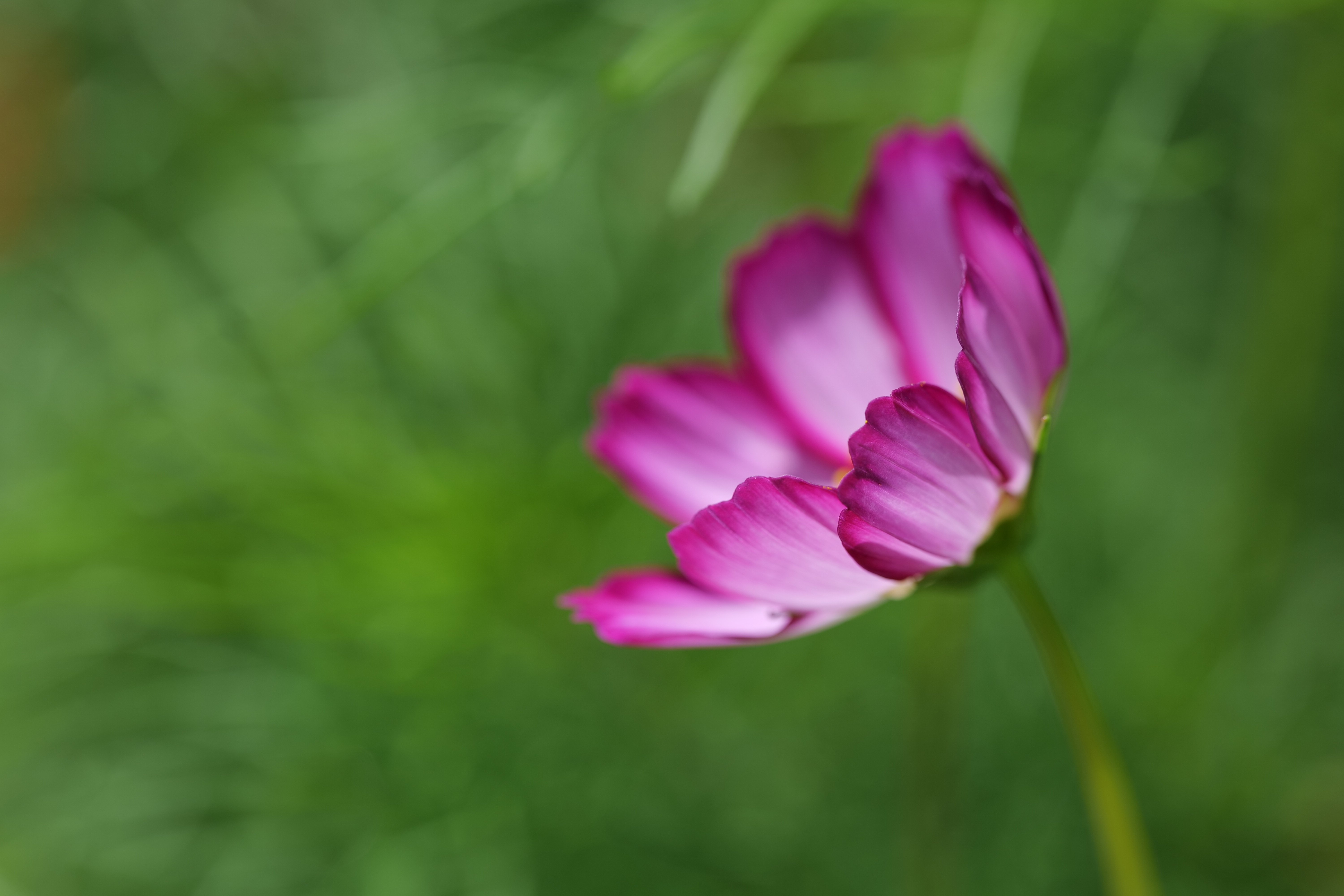 Pixabay壁纸 #6