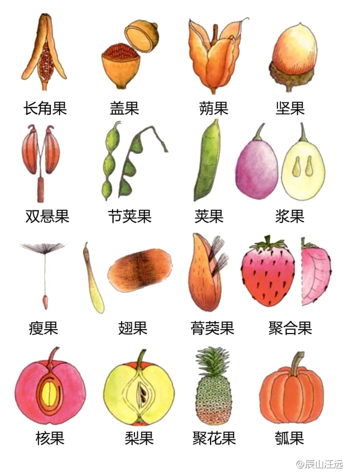 果实3.jpg