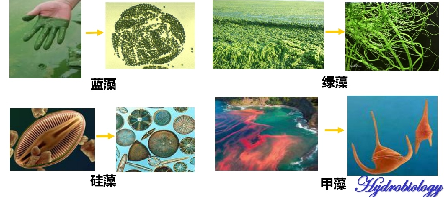 水生生物学课程封面