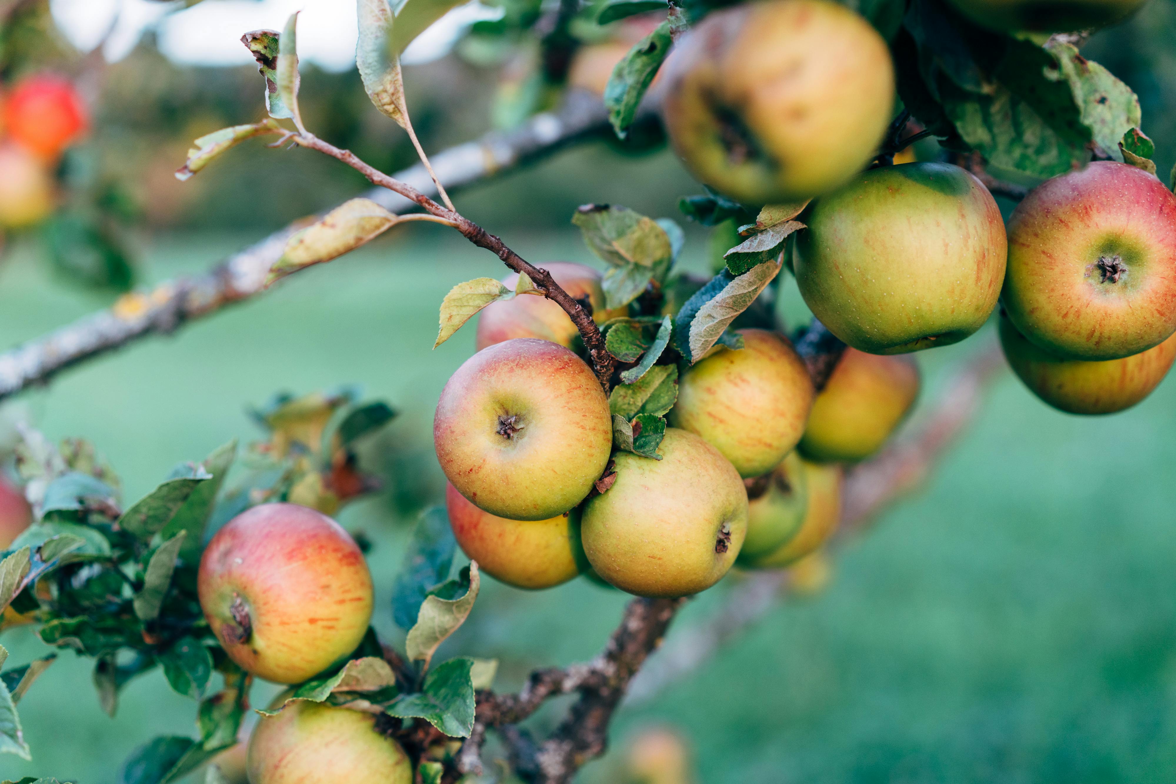 Pexels壁纸 #122