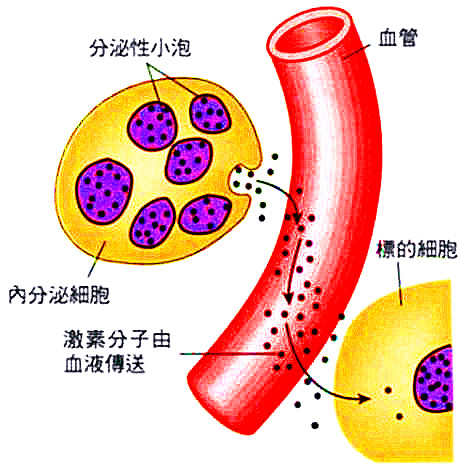 神经调节.png