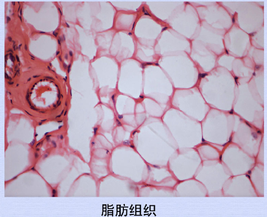 23脂肪组织.png