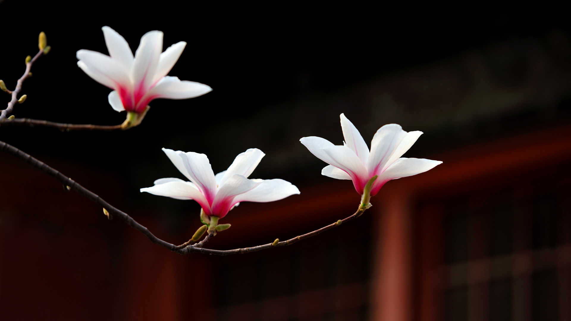 Snake壁纸 #47545