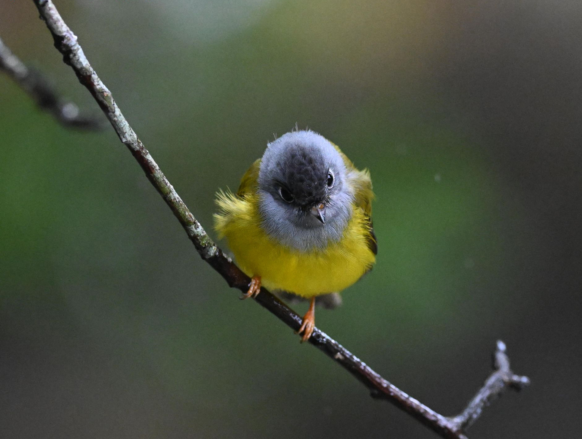 华南植物园