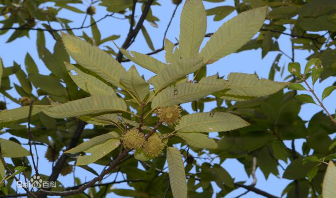 栓皮栎结果.png