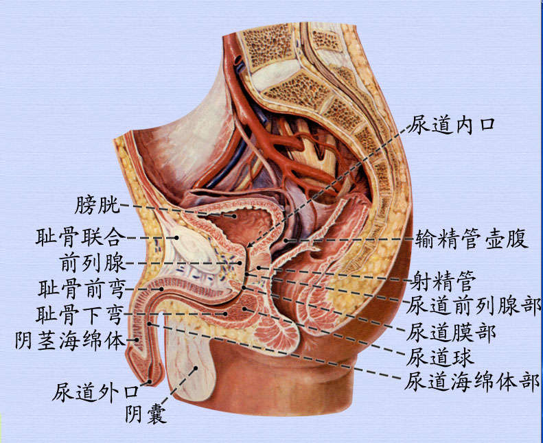 1男性尿道.png