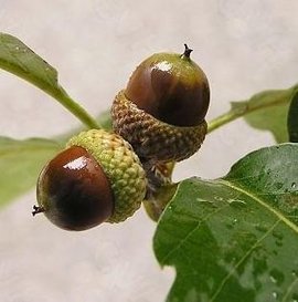槲栎果实.jpg