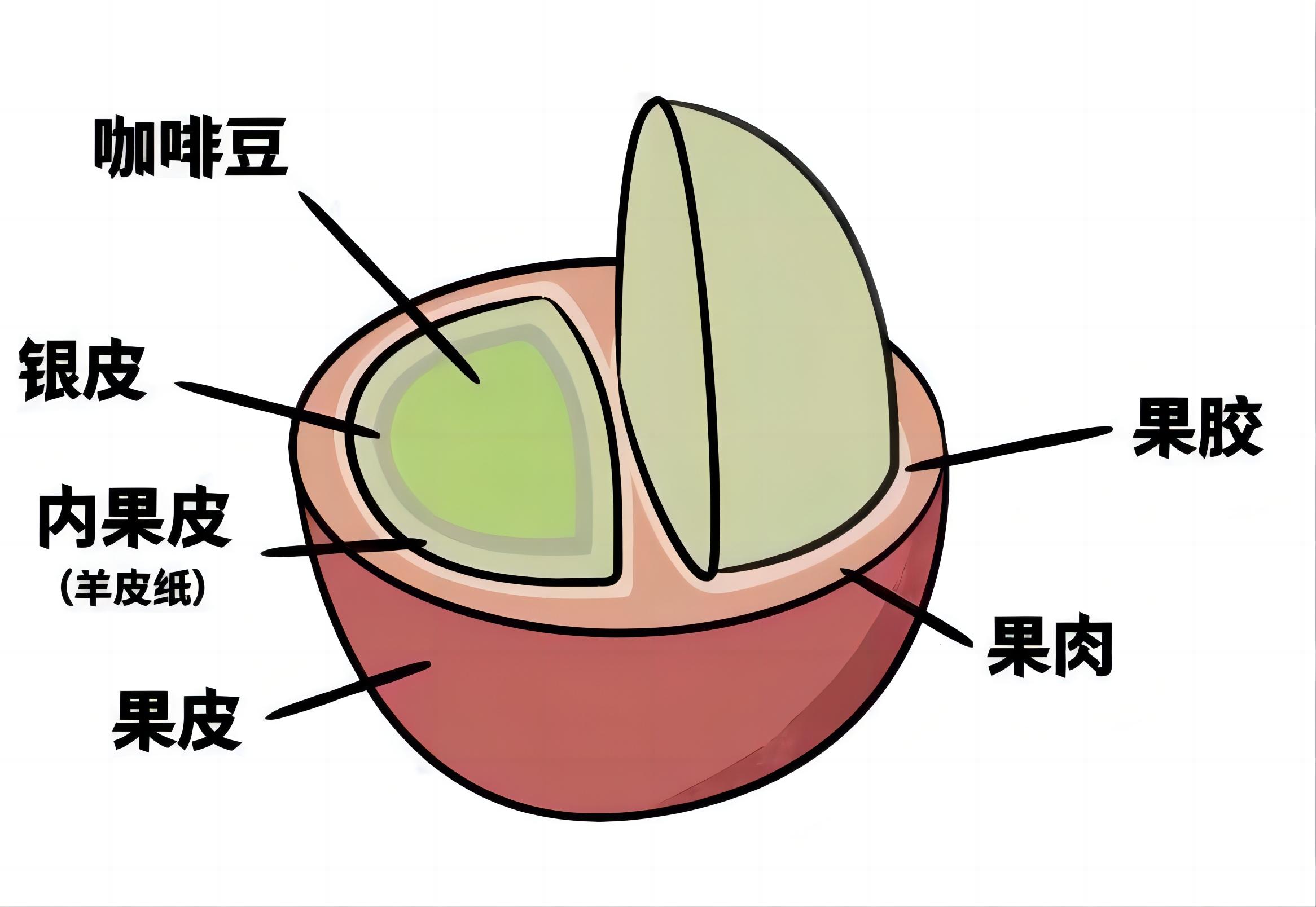 图1-2-2 咖啡豆的结构.jpg