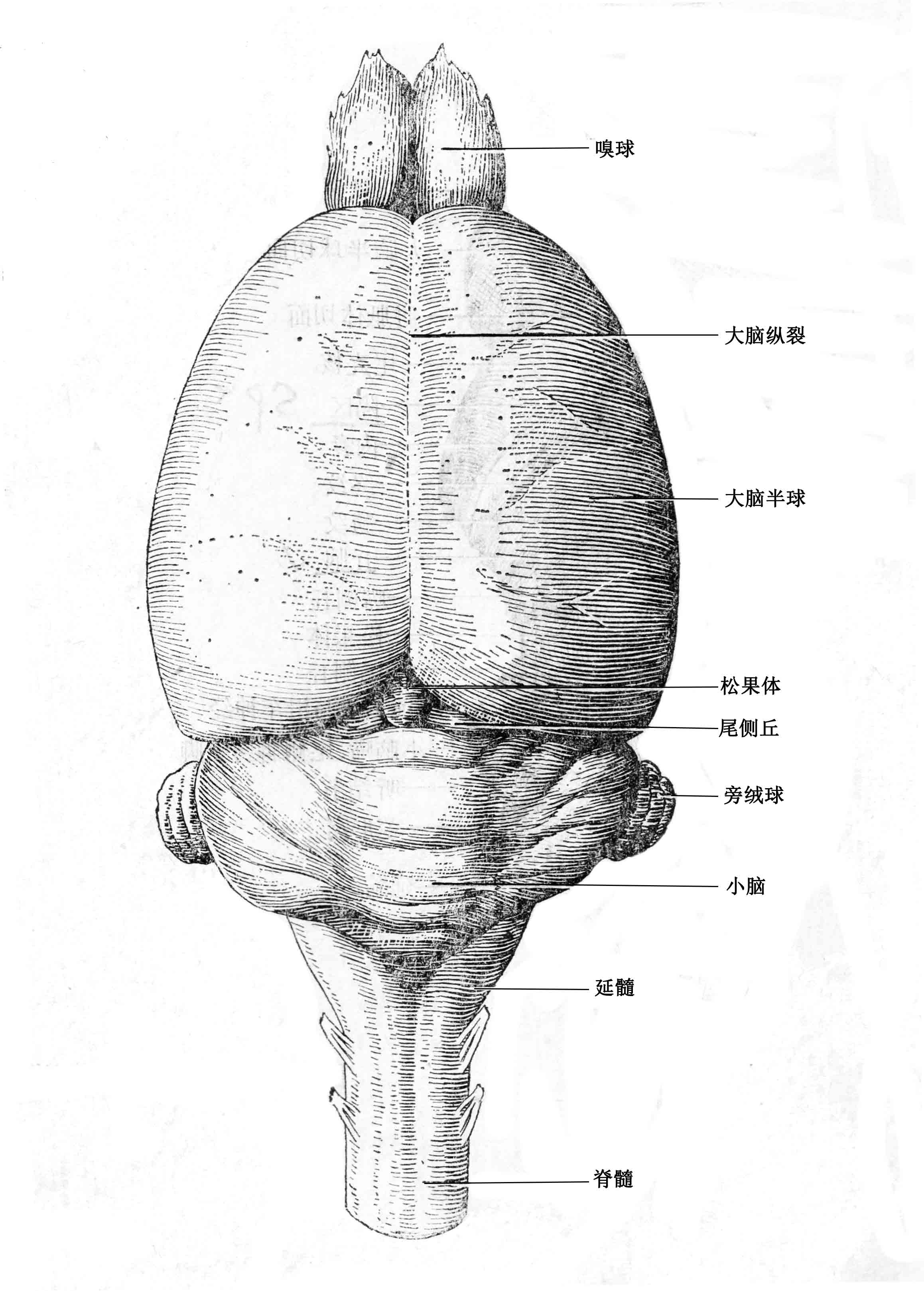 大鼠背侧面观 扫描 600.jpg