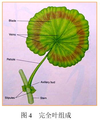 图4 完全叶的组成.jpg