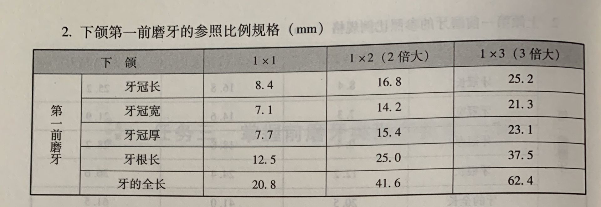 下颌第一前磨牙参照比例规格.png