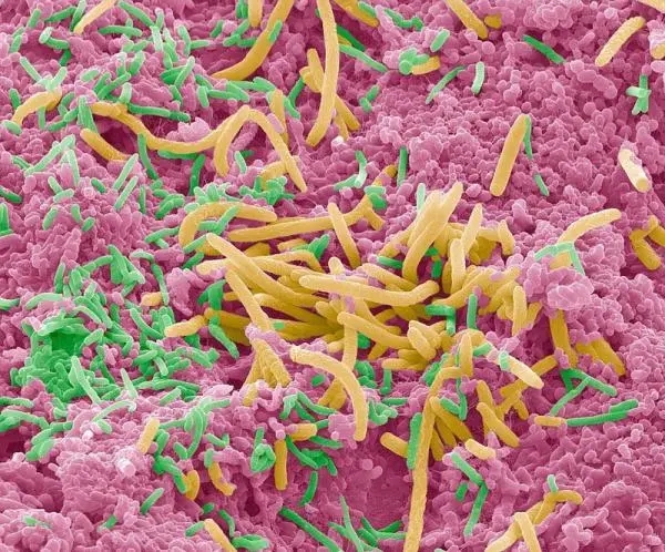 2022级医学影像《医学微生物学》2023-2024下学期课程封面