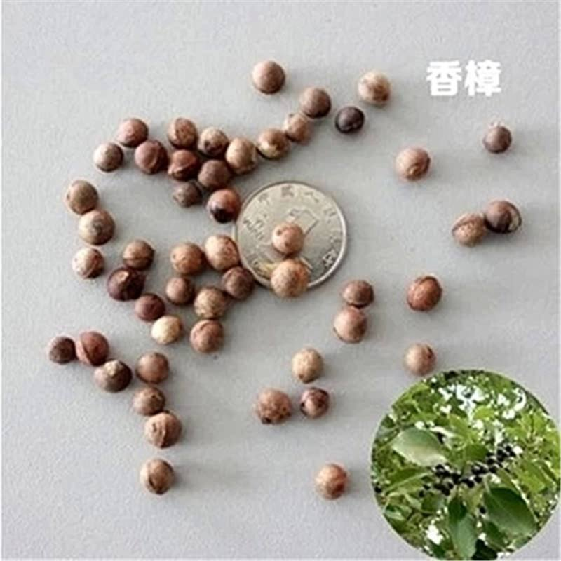 香樟种子.png
