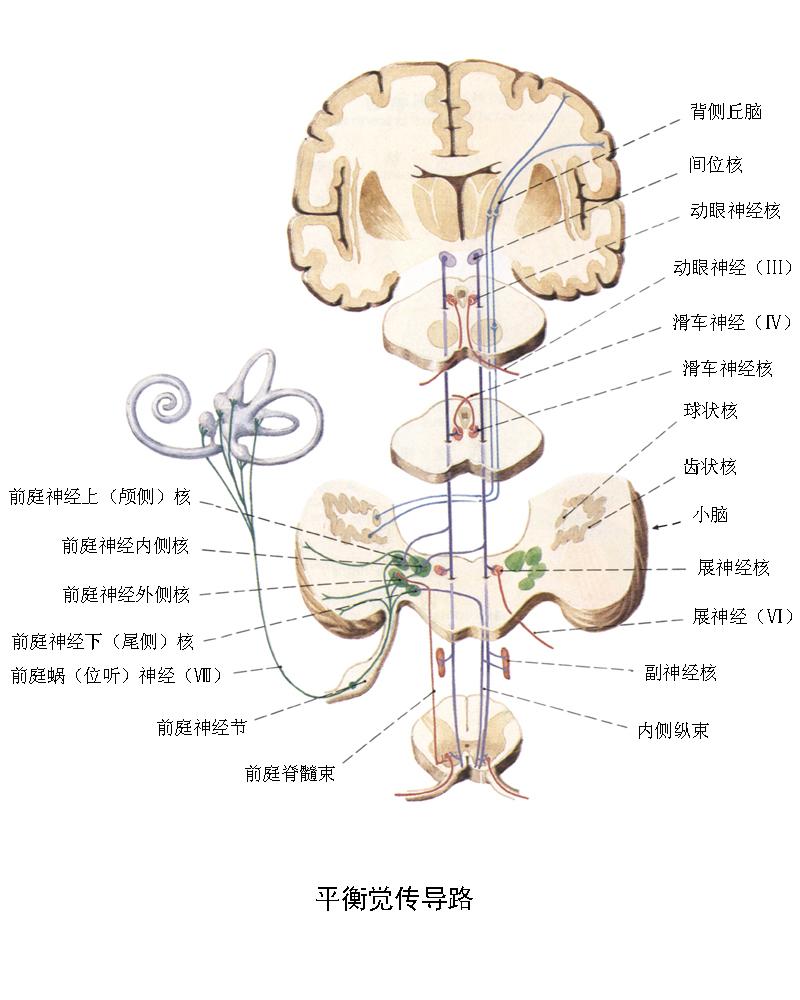 腰椎神经损伤的症状