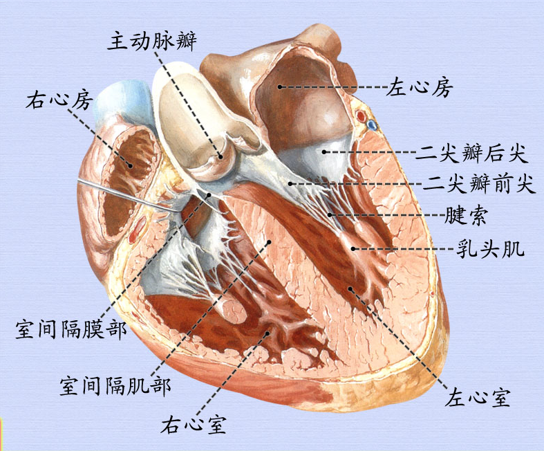 4心脏剖面观.png