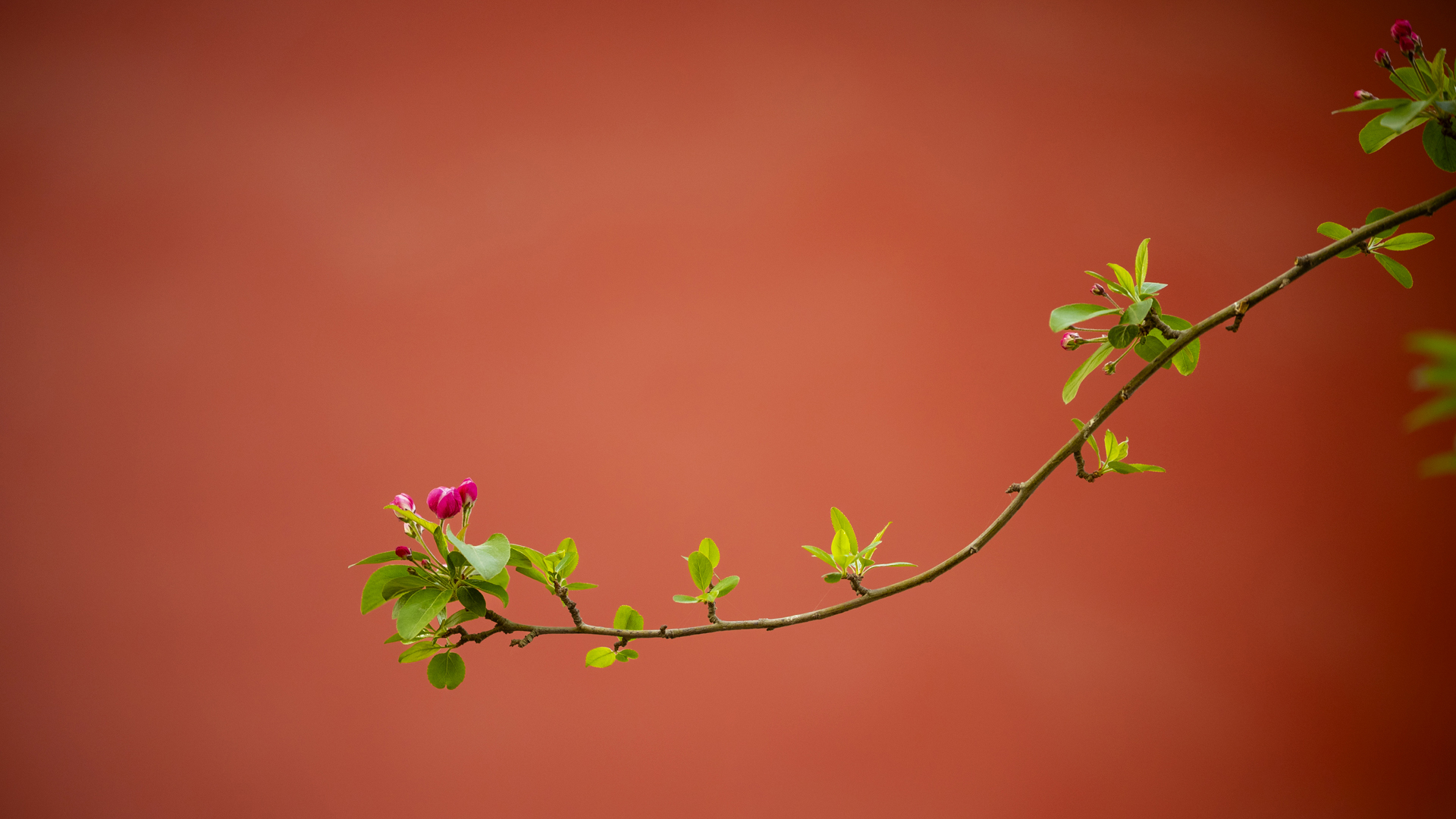 Snake壁纸 #47053