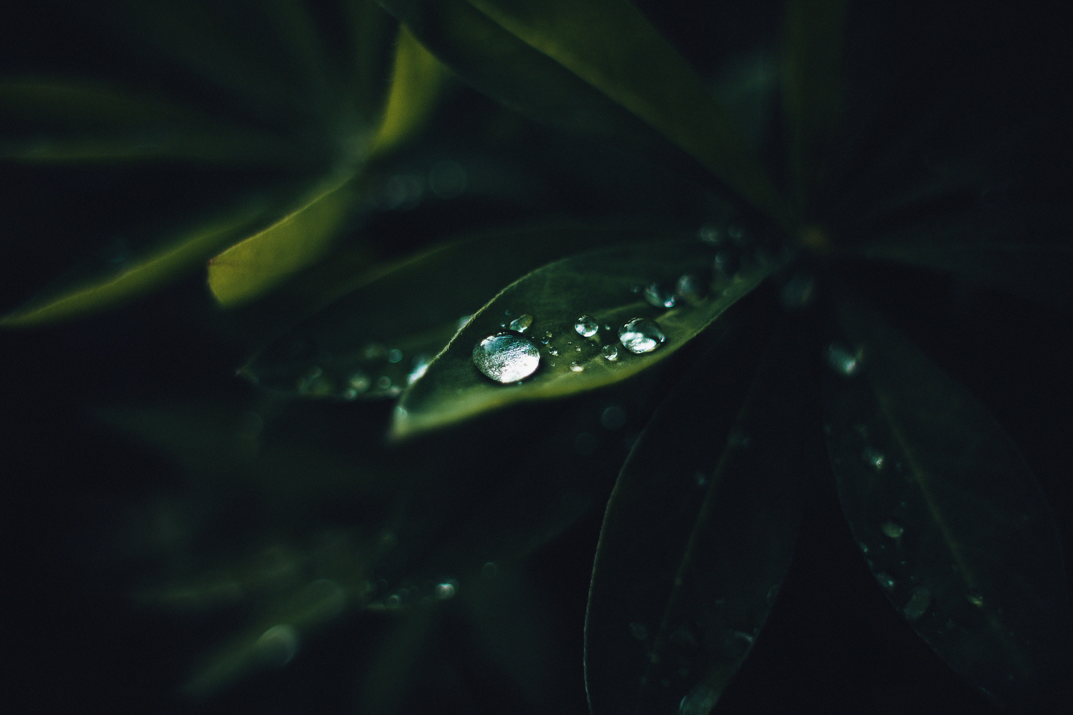 wallhaven超清壁纸 无水印 手机壁纸 办公必备