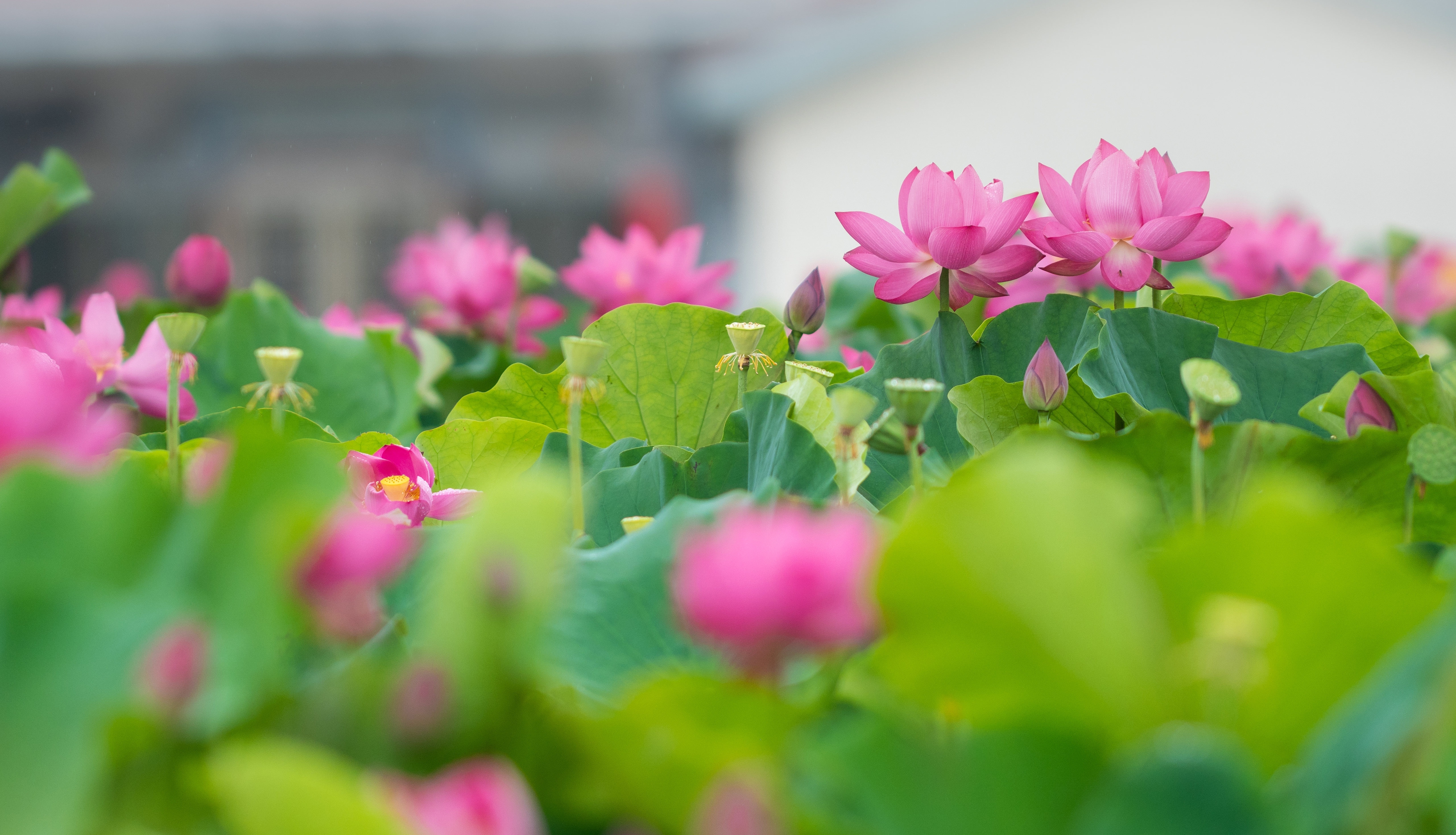 超清大图壁纸 全景 高清图 大屏桌面适配 #13975