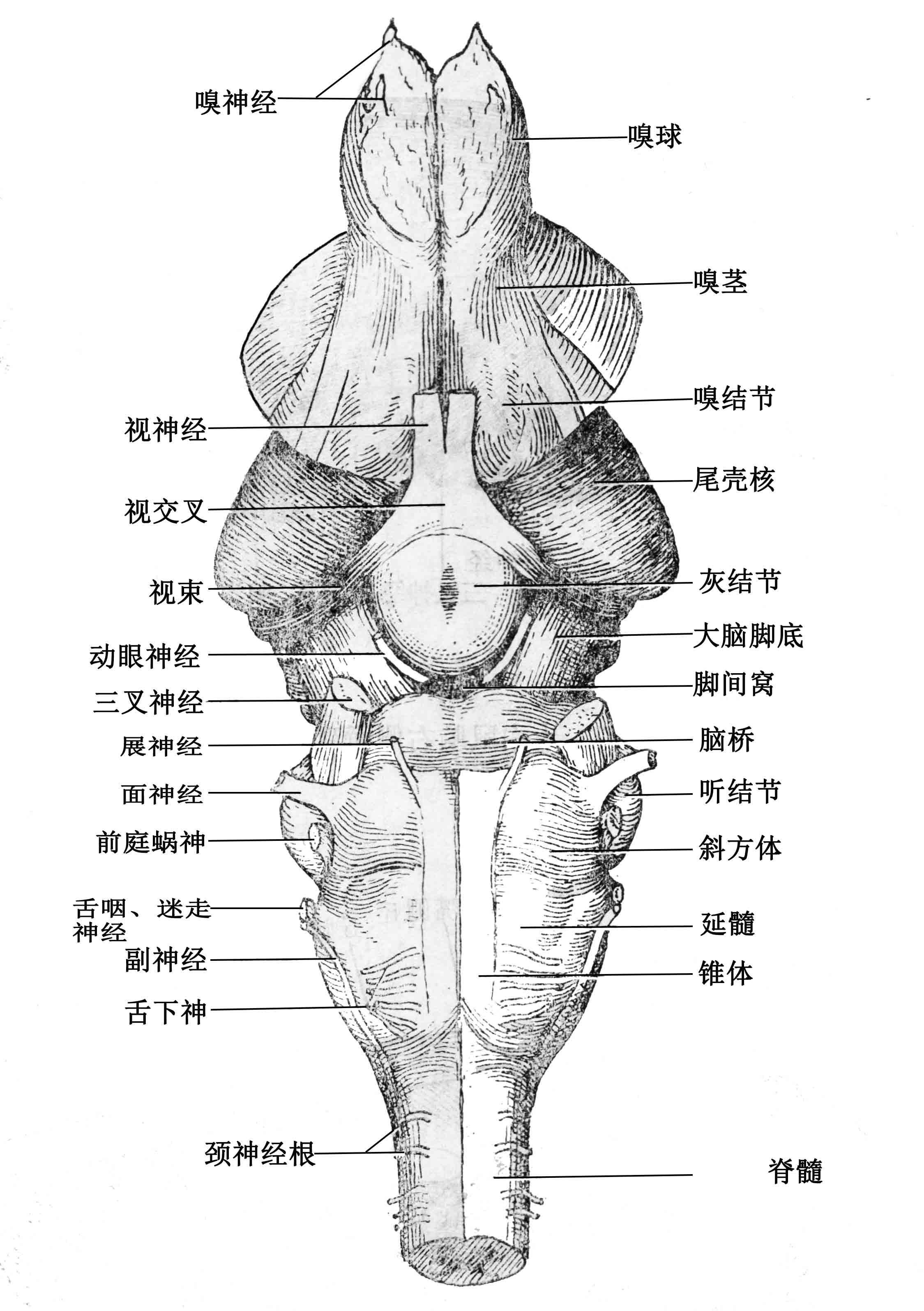 大鼠腹侧面观 2 扫描 600.jpg