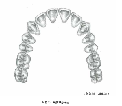 牙合面形态描绘.png