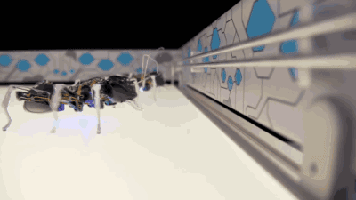 仿生蚂蚁1.gif
