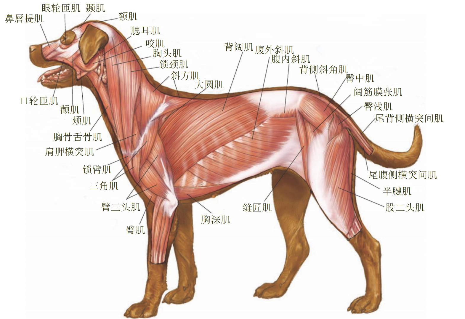 犬全身浅层肌肉.png