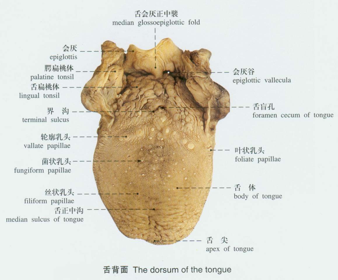 课程门户-章节详情