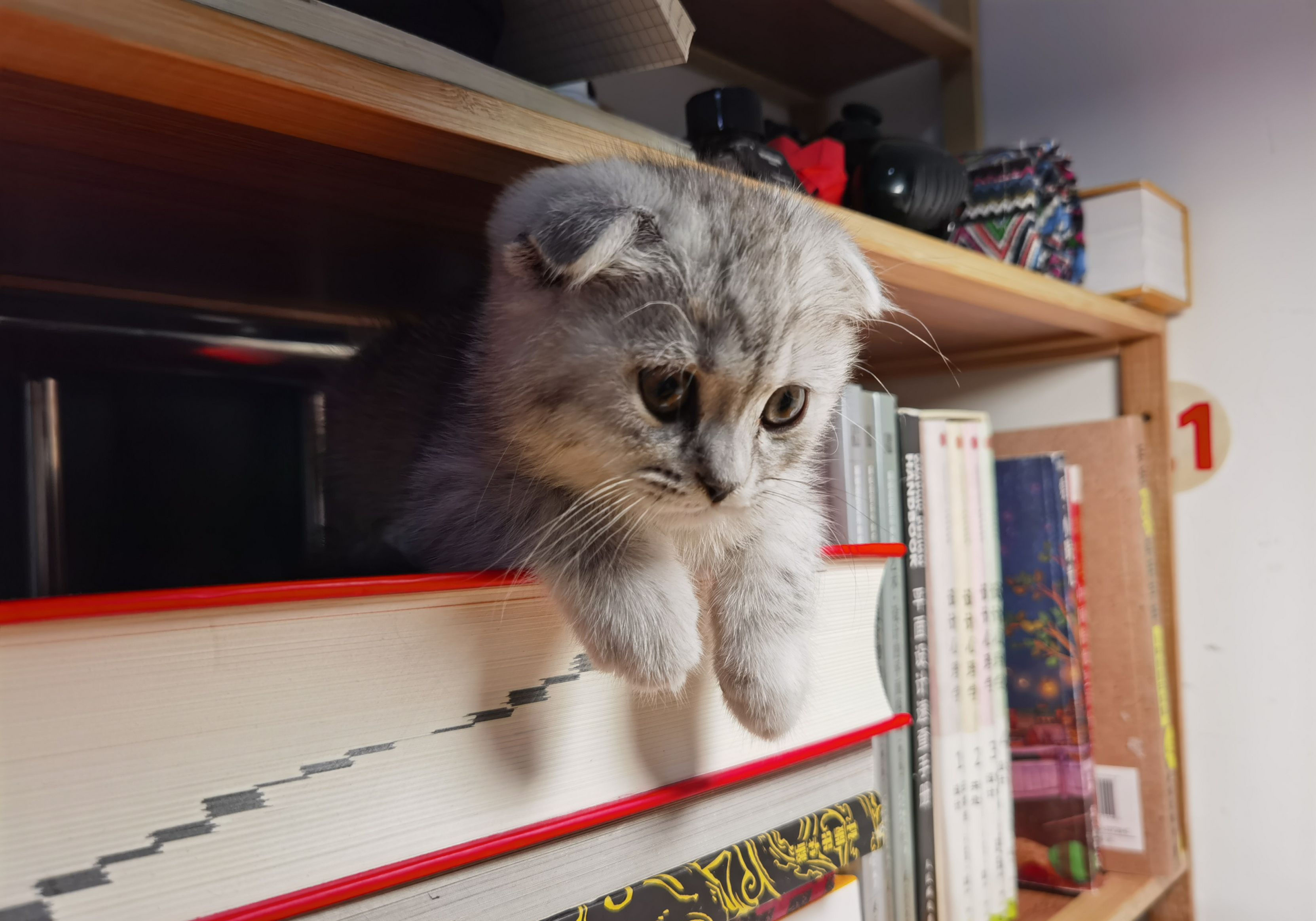 猫猫