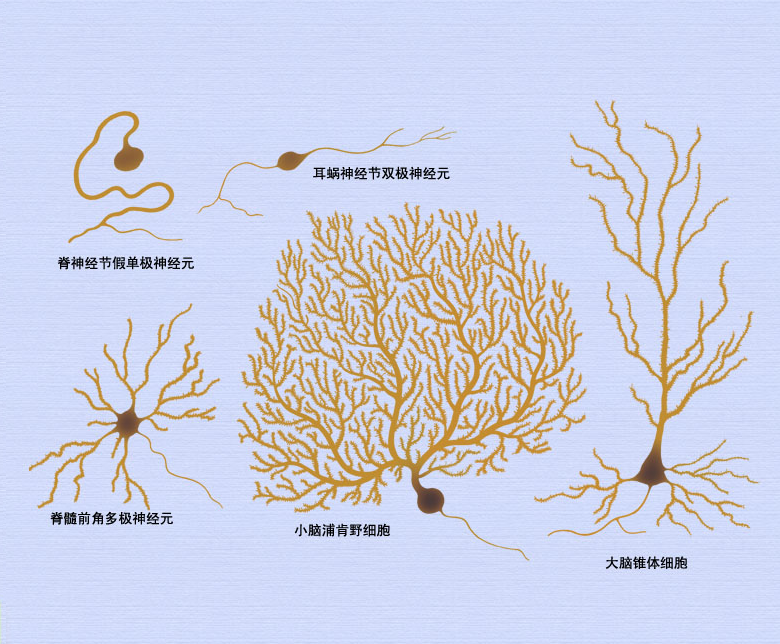 2神经元的分类.png