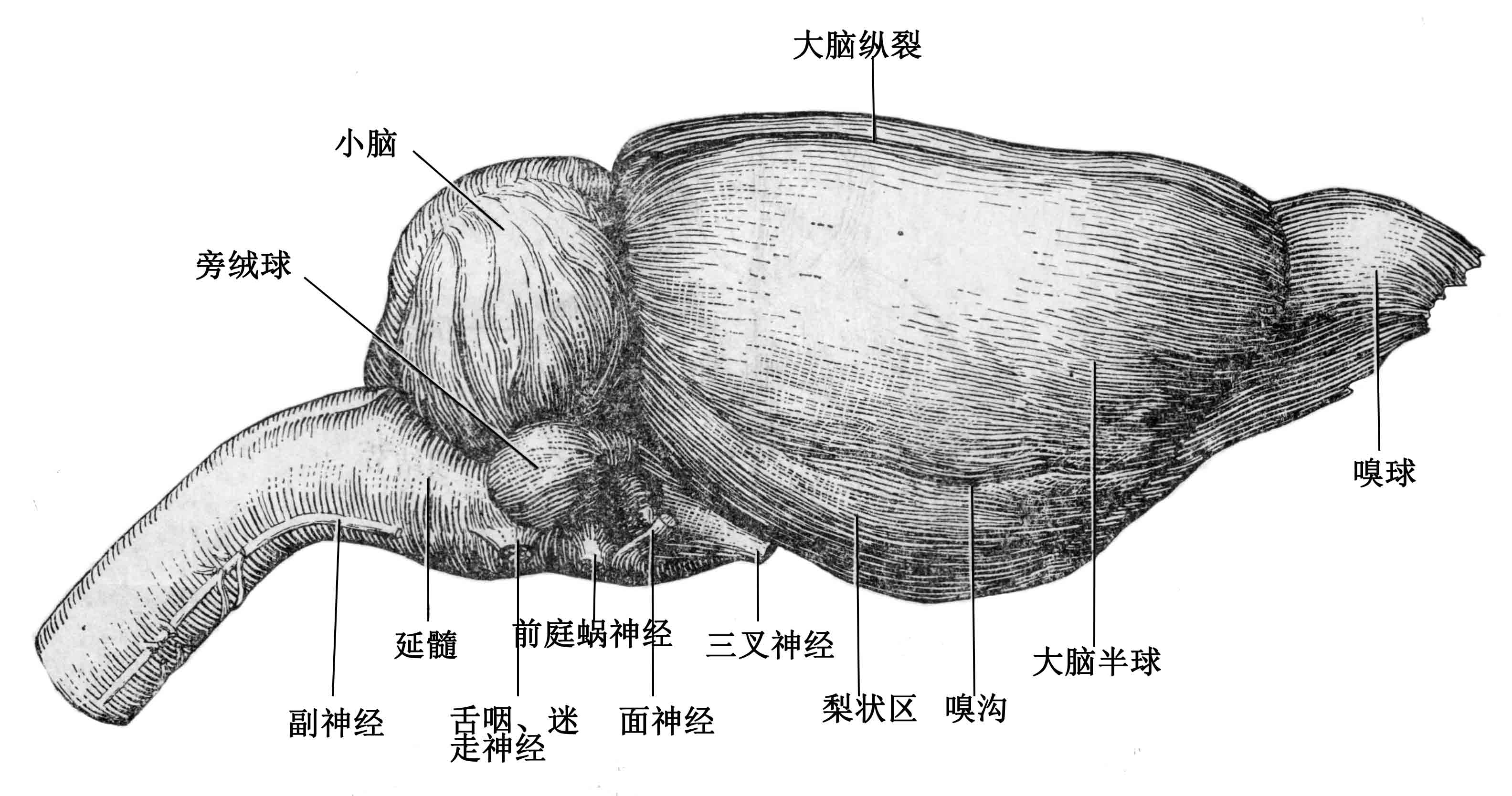 大鼠侧面观1 扫描 600.jpg