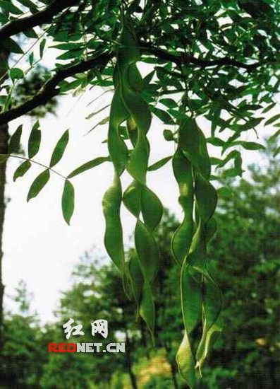 绒毛皂荚果.jpg