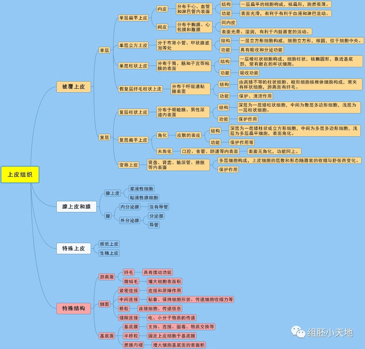 上皮组织思维导图.jpg
