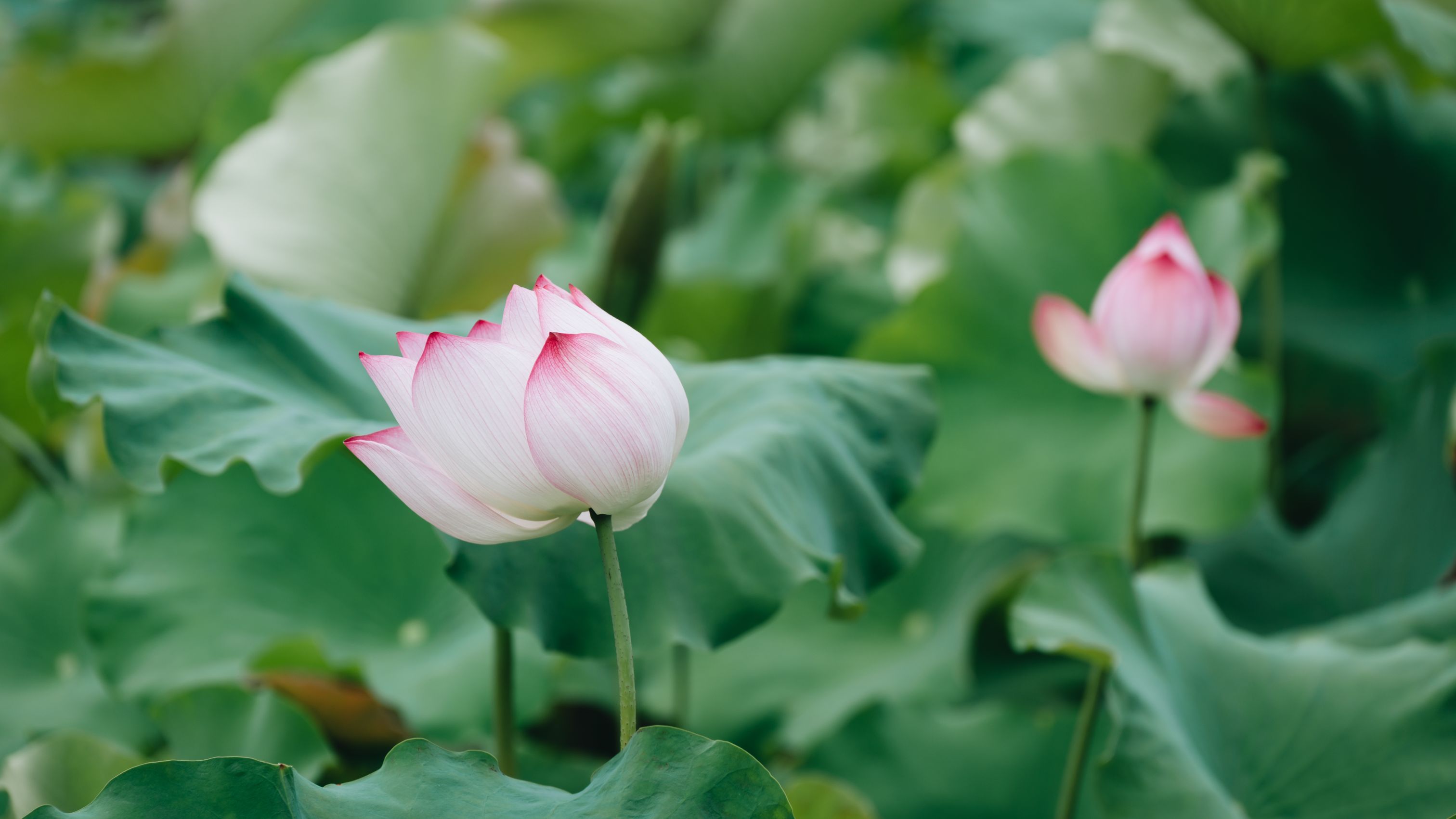 全尺寸高清壁纸 日常 优质图 高清无水印素材 #24901