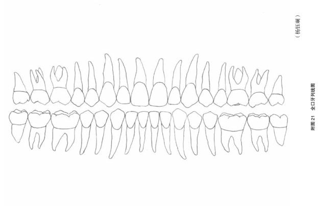 全口牙列线图.png