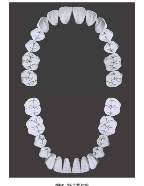 全口牙列解剖特征.png