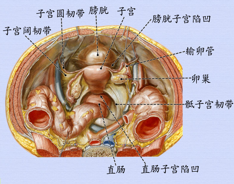 7.女性腹膜陷凹.png