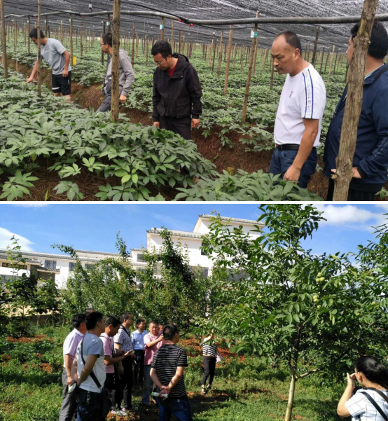 陈石平"云南省村(社区)干部能力素质和学历水平提升行动计划"学员