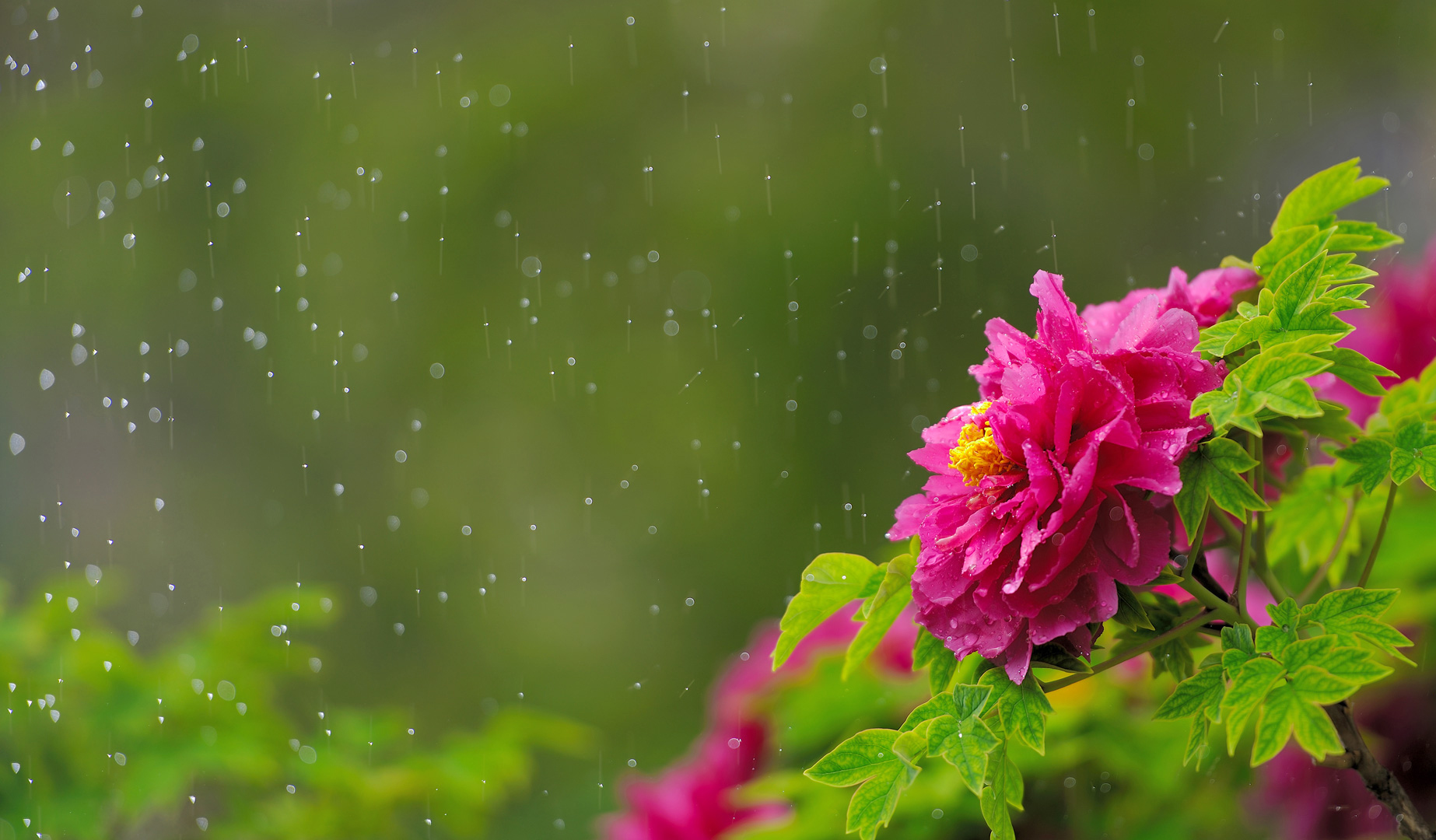 紫禁城的物候 谷雨